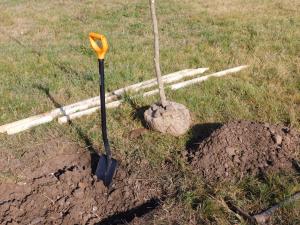 Dobrovolníci vysadili v neděli u řeky třicet nových stromků