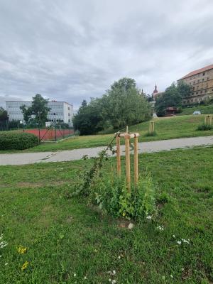 Vandalové zničili další veřejný majetek, tentokrát mladé stromky v Podměstí